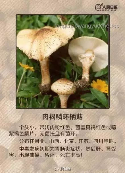 湖南毒蘑菇事件警示：野生蘑菇食用风险与防控趋势